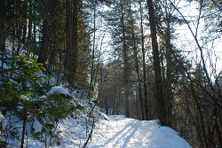 Zasnežena gozdna pot