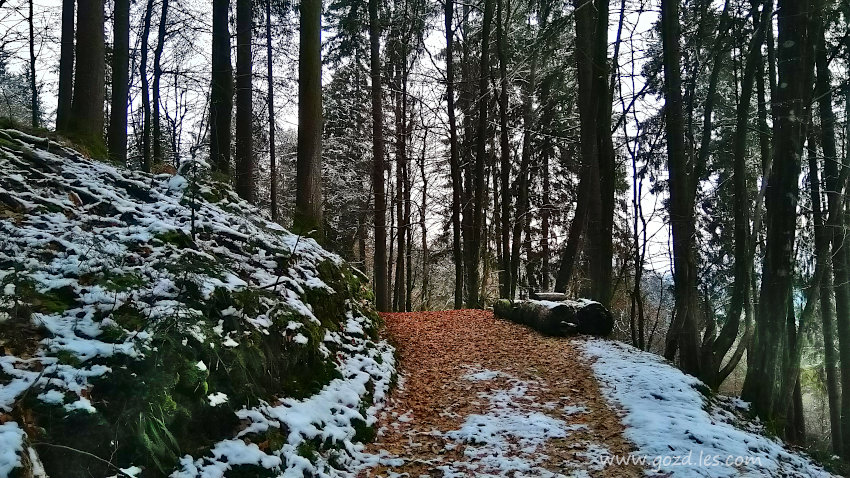 Gozdna vlaka v snegu