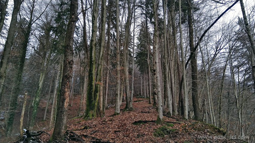 Gozd - pogled navzgor po pobočju