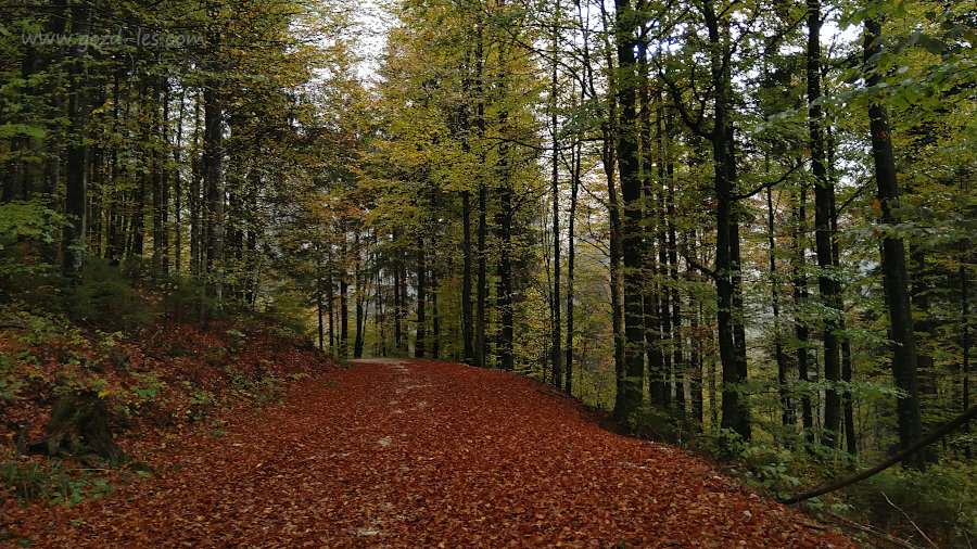 Gozdna cesta prekrita z listjem