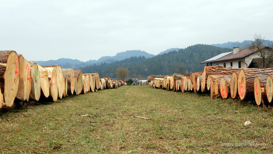 Pogled na dražbo lesa 2024