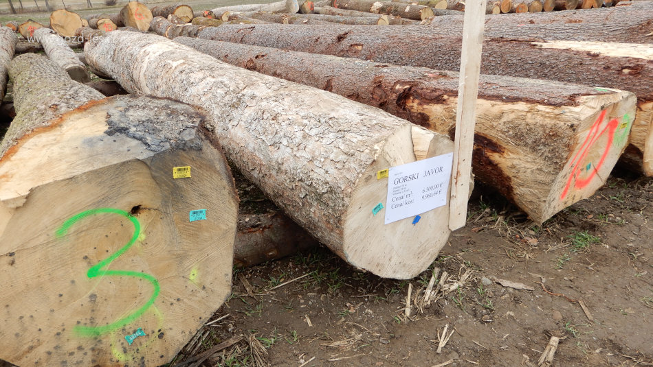 Zmagovalni hlod licitacije lesa 2024