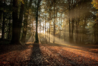 Slika gozda s sončnimi žarki
