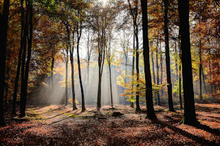 Jesenski gozd s sončnimi žarki
