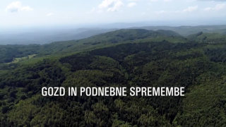 Gozd in podnebne spremembe