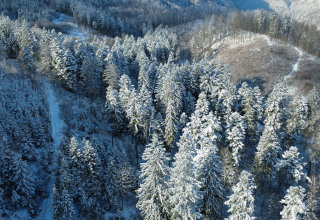 Zimski gozd iz zrala