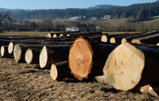 Hlodi na dražbi lesa v Slovenj Gradcu