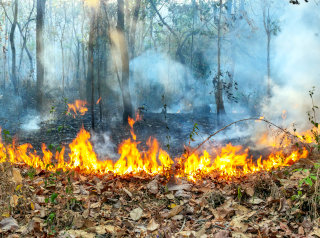 Gozdni požar