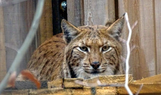 Ris Katalin - Fotografija: Maja Sever, LIFE Lynx