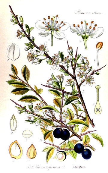 Črni trn (Prunus spinosa)