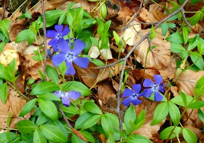 Navadni zimzelen, Vinca minor