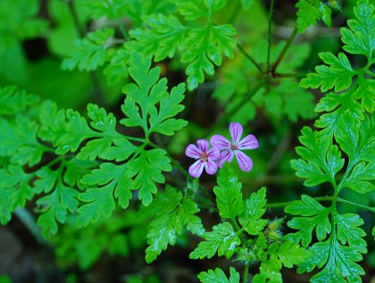 Geranium robertianum