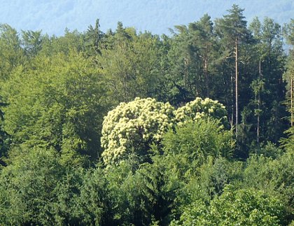 cvetoči kostanj