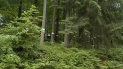 Zgodbe iz gozda: sonaravno gozdarjenje v Sloveniji