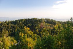 Gozd septembra nad Kamnikom