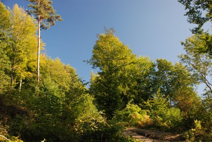 Gozdno drevje