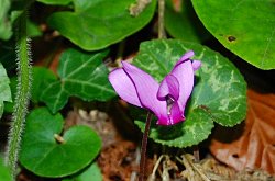 Navadna ciklama - Cyclamen purpurascenc