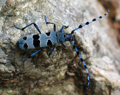 Rosalia alpina