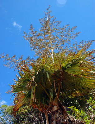 Samomorilska palma