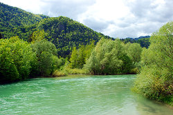 Gozd ob Savi Bohinjki