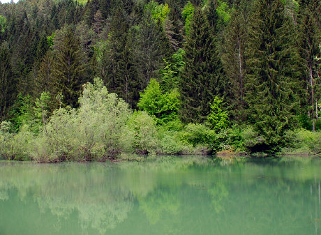 Z višino se močno menja drevesna sestava