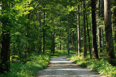 Gozdna cesta v Kamniški Bistrici
