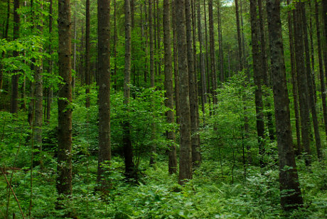 Smrekov gozd v dolini Kamniške Bistrice