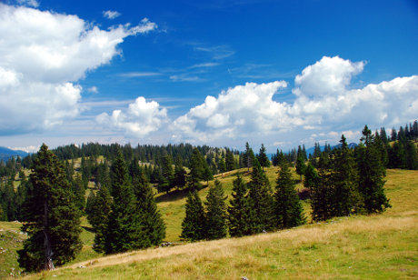 Pašnik s smrekami