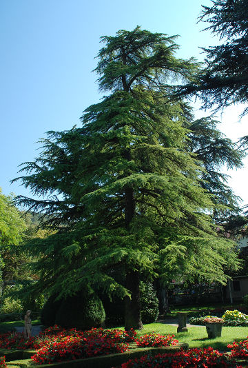 drevo v botaničnem parku Sežana