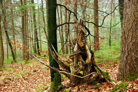 Lesena skulptura v gozdu