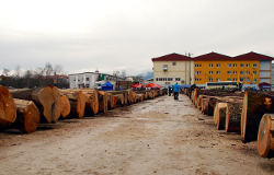 Dražba lesa Slovenj Gradec 2014