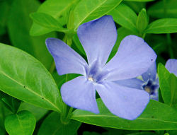 Cvet navadni zimzelene - Vinca minor