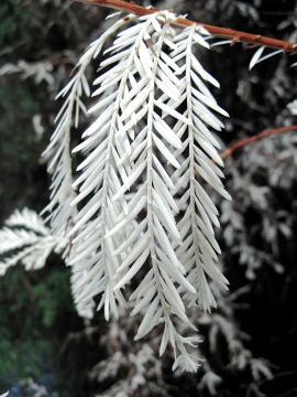 Albino bela sekvoja