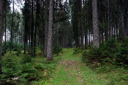 Gozdna pot