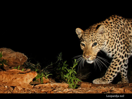 Leopardja noč