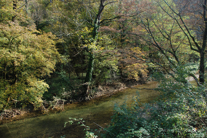 Dolina Branice - gozd in Branica