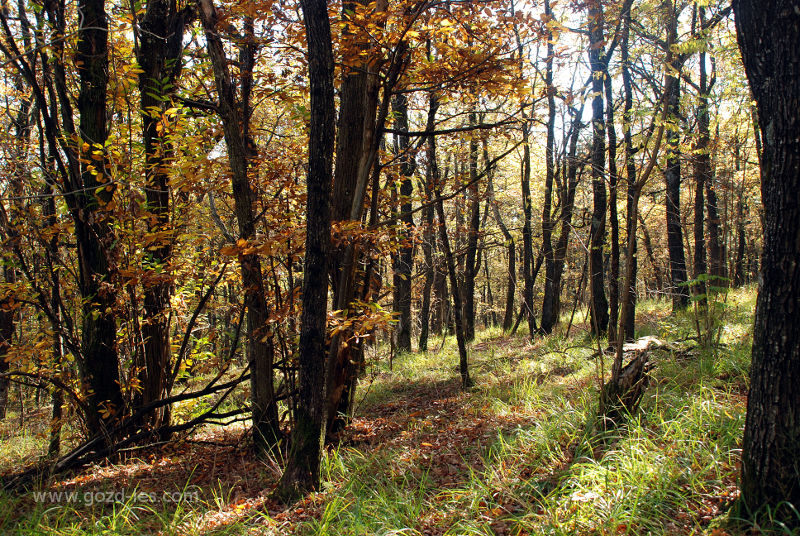 Obršljanski gozd