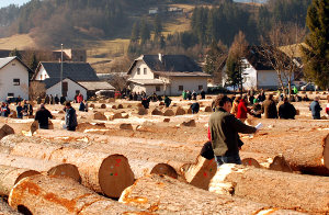 Dražba lesa v Slovenj Gradcu 2017