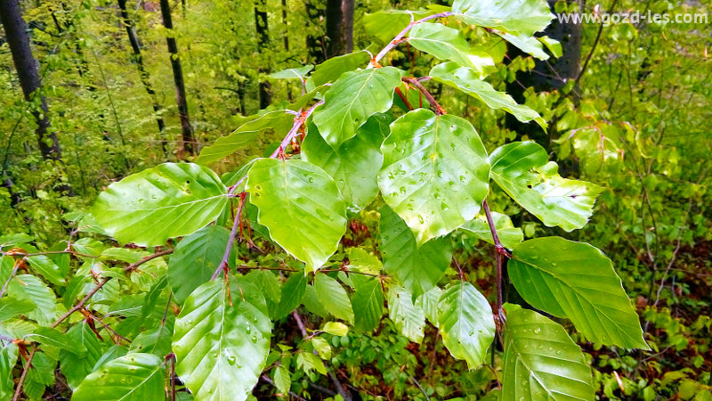 Bukovo listje z dežnimi kapljicami