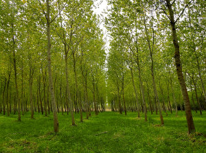 Plantaža topolov