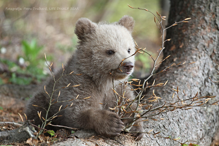 Medvedji mladič