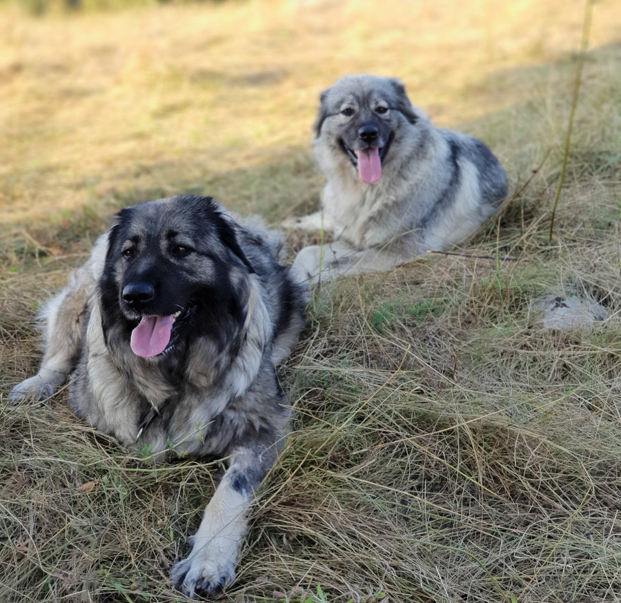 Kraševki - foto: Anita Tomšič