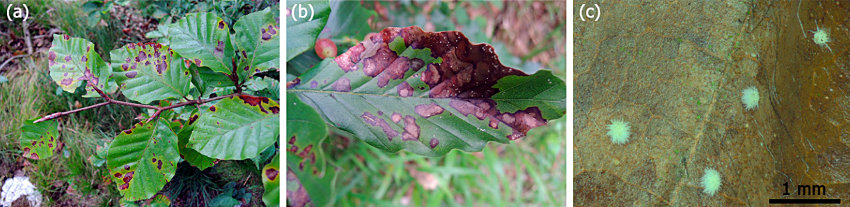 Rjava bukova pegavost - Pseudodidymella fagi