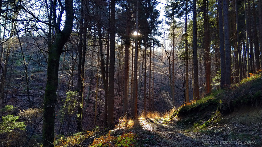 Pogled skozi drevesa proti soncu