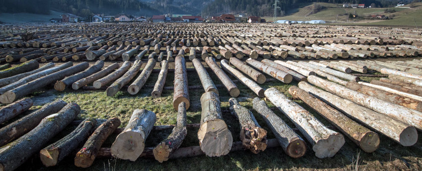 Dražba lesa Slovenj Gradec 2020 - Fotografija: ZGS