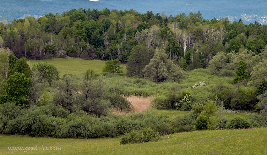 Krajinski park Lahinja - gozd