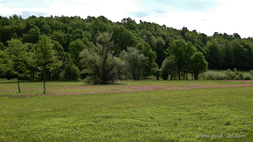 Nerajski lugi