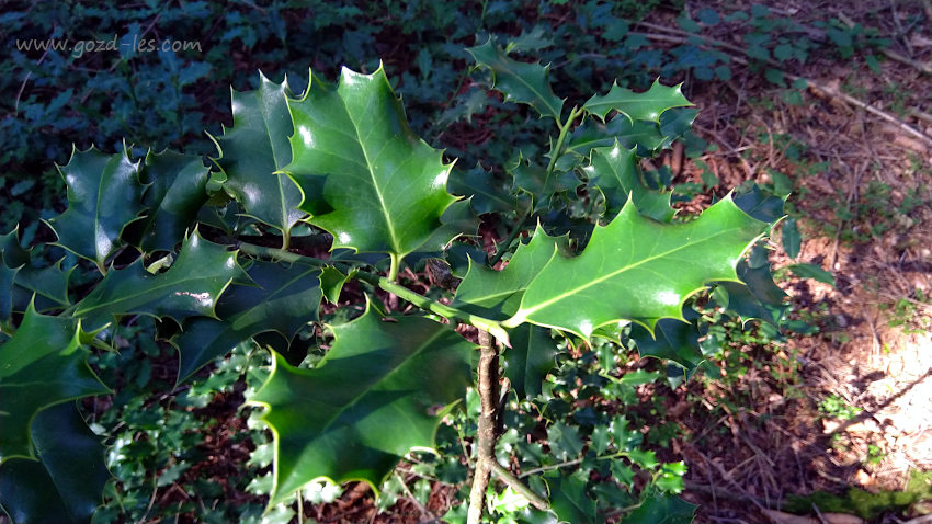 Bodika Ilex aquifolium