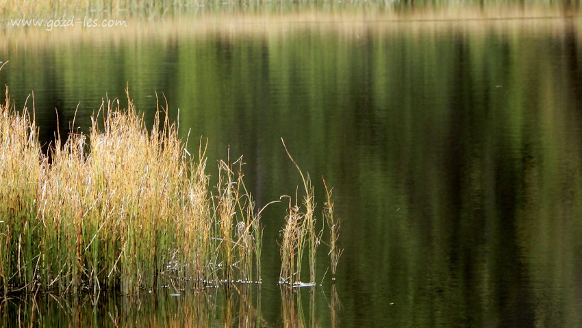 Črno jezero