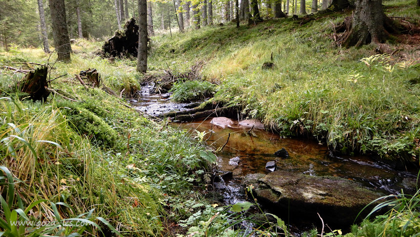 Potok v gozdu